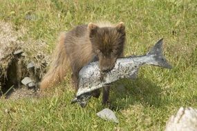brown fox caught a fish