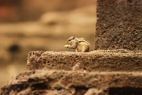 little squirrel eating