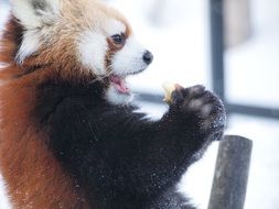 cute baby red panda in winter eating some food