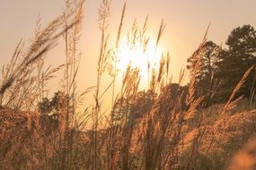 grass and dried weat on a field and a sunset