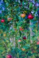 branches bent with ripe autumn apples