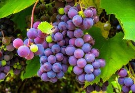 autumn ripe grapes vine fruit