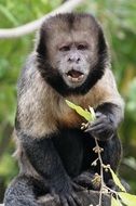 cute little monkey eating branch with fruits