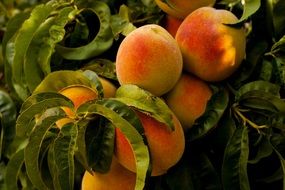 sweet golden peaches on a tree close-up