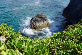 coastal vegetation over the ocean on a sunny day