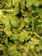 cilantro leaves