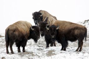 three bisons standing on the snow