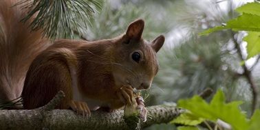 squirrel on a branch of a coniferous tree