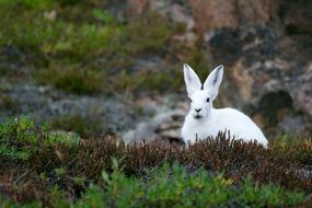 cute arctic hare in the mountains