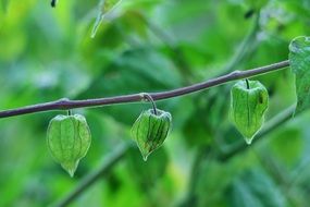 green caped gooseberry fruits in nature