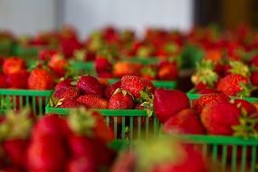 green plastic baskets of healthy strawberries for a markets