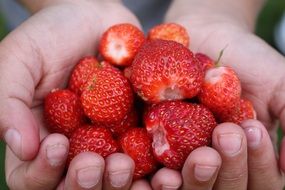 hands full of red strawberries