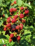 raspberries on branch