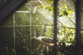 misty greenhouse with young plants