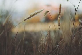 grass dry nature