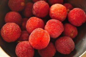 red myrica rubra bayberry fruits