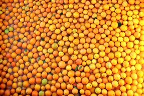 extremely large pile of bright fresh oranges