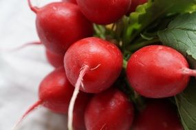 Big tasty radishes vegetables