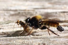 wasp attacking it's pray