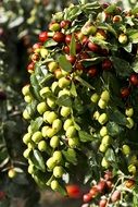 jujube green dates fruit tree