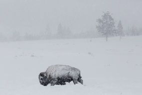 bison in snowy winter day