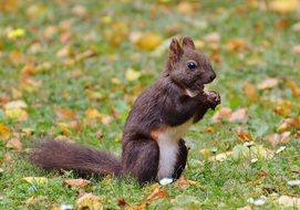 brown squirrel is on the grass