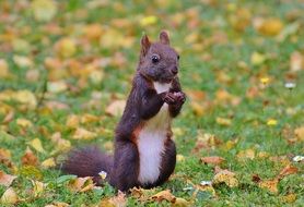nice squirrel with white belly