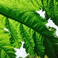 huge green leaves