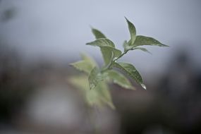 closeup macro of a mint leaf twig