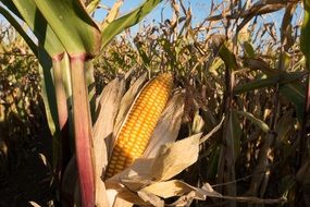 ripe corn on a filed under the light