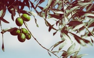 ripe olives ready for harvest on a olive tree