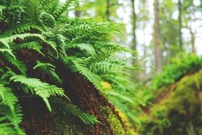 young green fern plant in a wild forest close-up