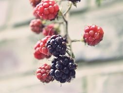 bramble of ripe and unripe blackberries