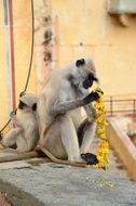 indian monkeys playing with yellow flowers