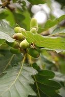 autumn harvest green acorns