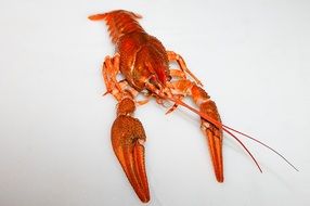 bright red lobster with long wiskers
