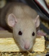 curious rat roddent searching for food