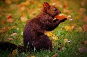 eating brown squirrel