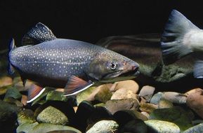 eastern brook trout fish in a aqarium
