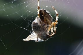 spider stuck in its own spiderweb