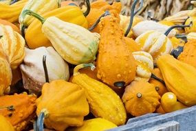 autumn harvest pumpkins and orange vegetables