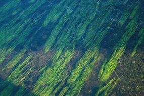 river water vegetation, green algae