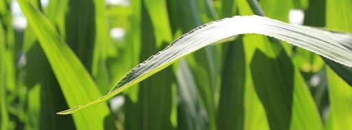 corn plant shiny green leaf