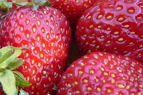 closeup of bright pink strawberries wtih small green seeds