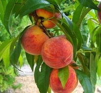 ripe orange and red peaches on a large branch