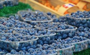 dark blueberries in plastec cartons ready for the sale