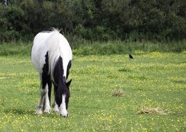 white horse pony