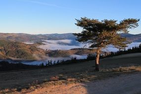 tree on a hill in a valley