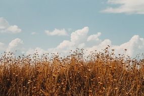 landscape of a dried out field and a light blue sky in countryside