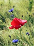 Red poppies and blue flowers on a meadow